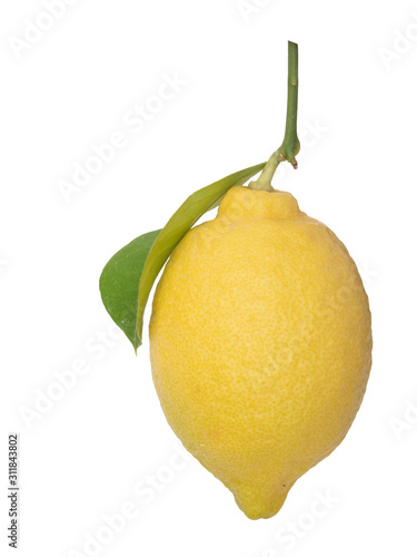 Single untreated ripe lemon, vertical, with green leaf isolated on white background. Natural, unwaxed.