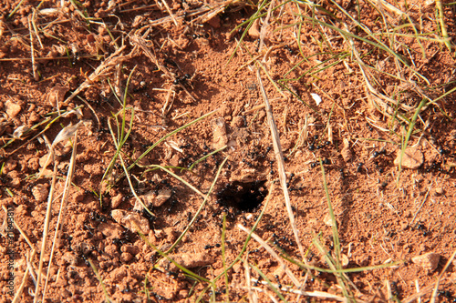 ants in and around the hole