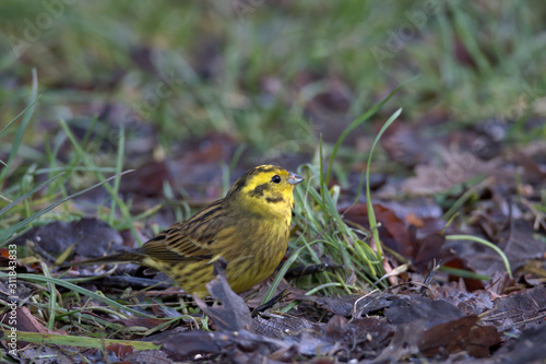 Emberiza citrinella , Yellowhammer