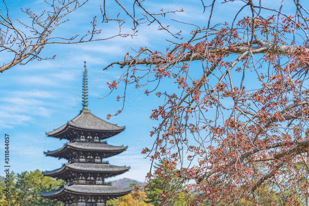 奈良 興福寺の春景色 五重塔