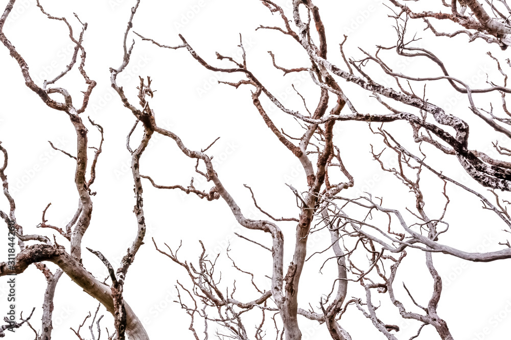 branches of tree on background of blue sky branches of tree on background of blue sky