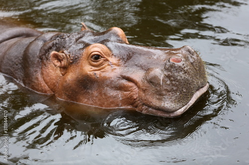 hippo in the water