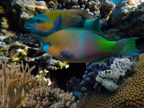 Parrot fish in the Red Sea  Egypt