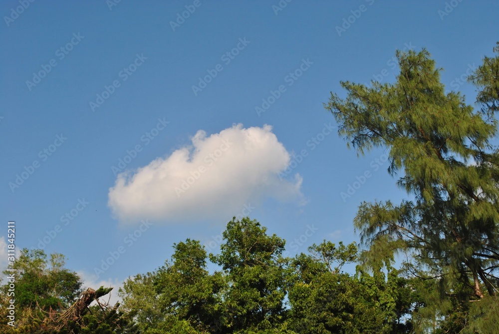 Obraz premium tree and sky