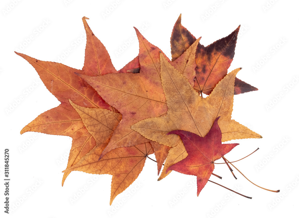 Colorful but natural autumn leaves isolated on white background. Colorful but natural autumn leaves isolated on white background.