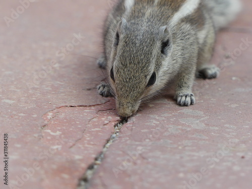 squirrel eating from a gap