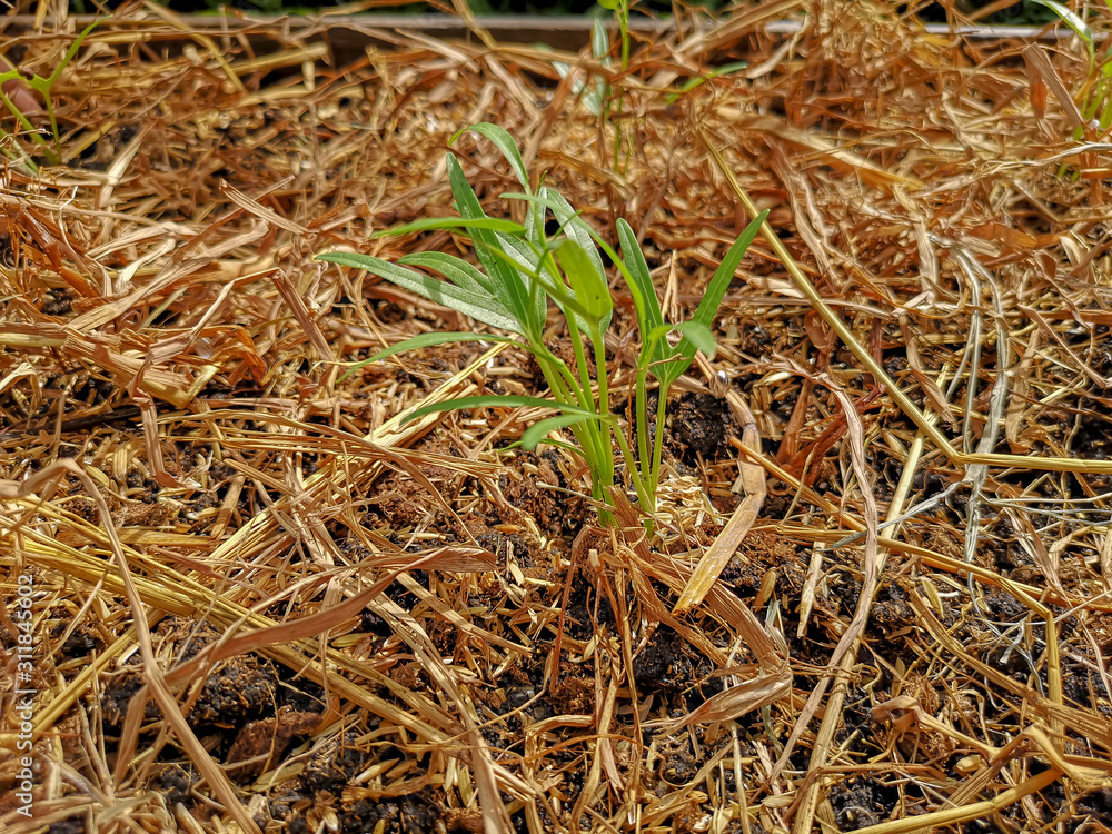 Vegetable plantation in organic farmland, young green Morning glory seedling spreading on brown dry rice straw in nursery planting Vegetable plantation in organic farmland, young green Morning glory seedling spreading on brown dry rice straw in nursery planting
