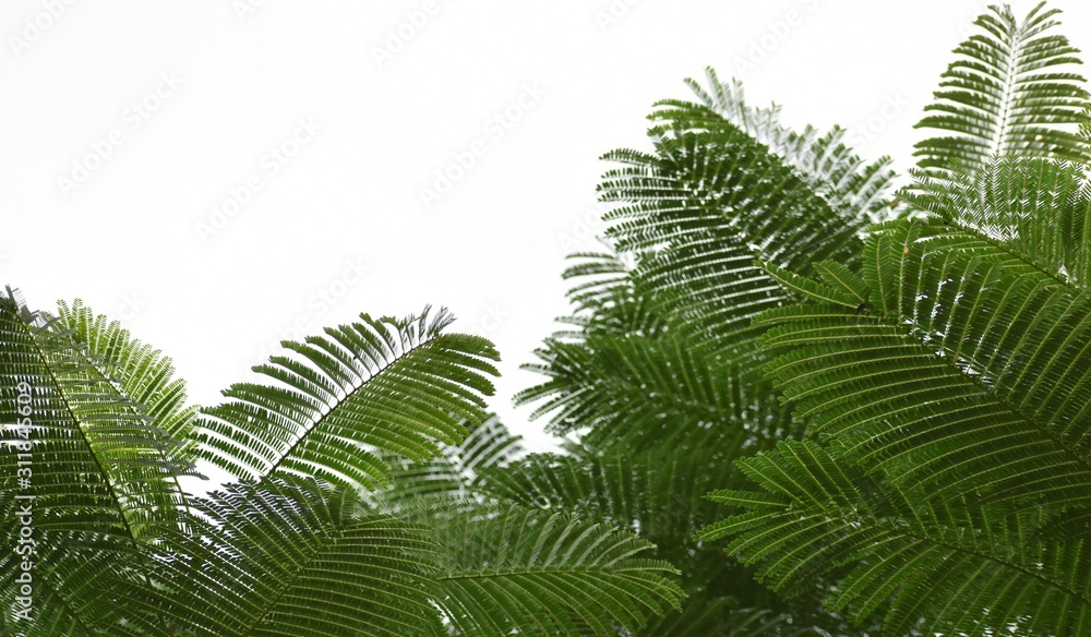 fern leaves on white cloudy sky background
