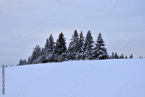 Snow, Christmas trees, gray-blue sky. © Ruslan