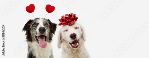 two happy dog present for valentine's day with a red ribbon on head and a heart shape diadem.  isolated against white background.