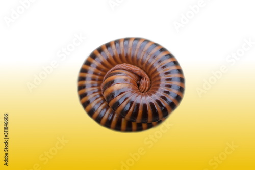The millipede is bent on a orrang background.