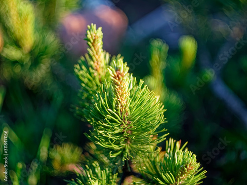 branches of a young Christmas tree in summer  Russia.