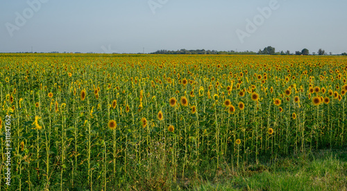 Field of sunflower blossom in a garden, the yellow petals of flower head spread up and blooming above green leaves under cloudy sky © Arunee