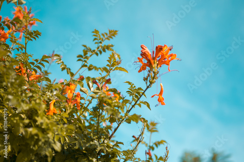 Red and orange flowers from a public garden