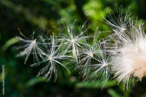 Cirsium seeds flying in the wind, white fluff