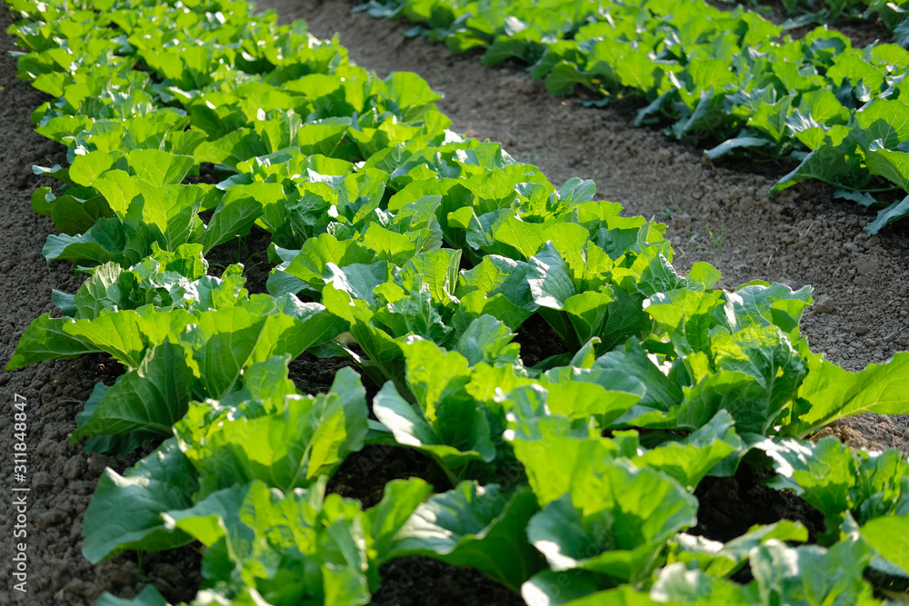 cabbage plant growing in farm. vegatable plantation in garden cabbage plant growing in farm. vegatable plantation in garden