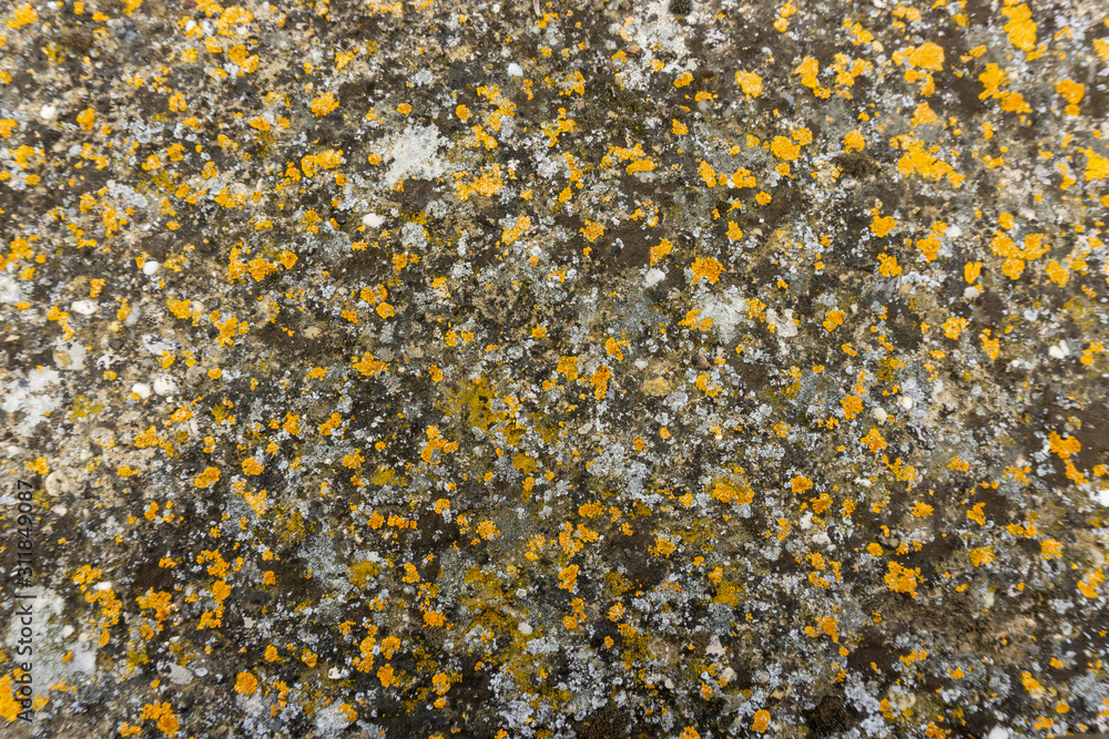 Colorful lichen covering on surface of granite stone Colorful lichen covering on surface of granite stone