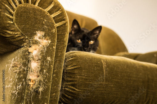 Photos Stuffed chair scratched by cat - horizontal
