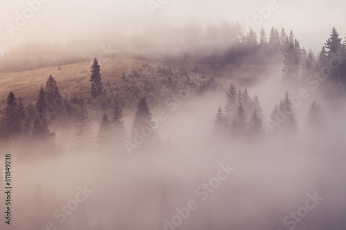 Foggy mountain forest morning.