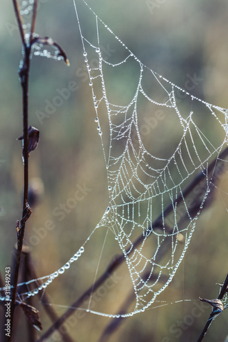 Vertical natural background spiderweb covered by dew.