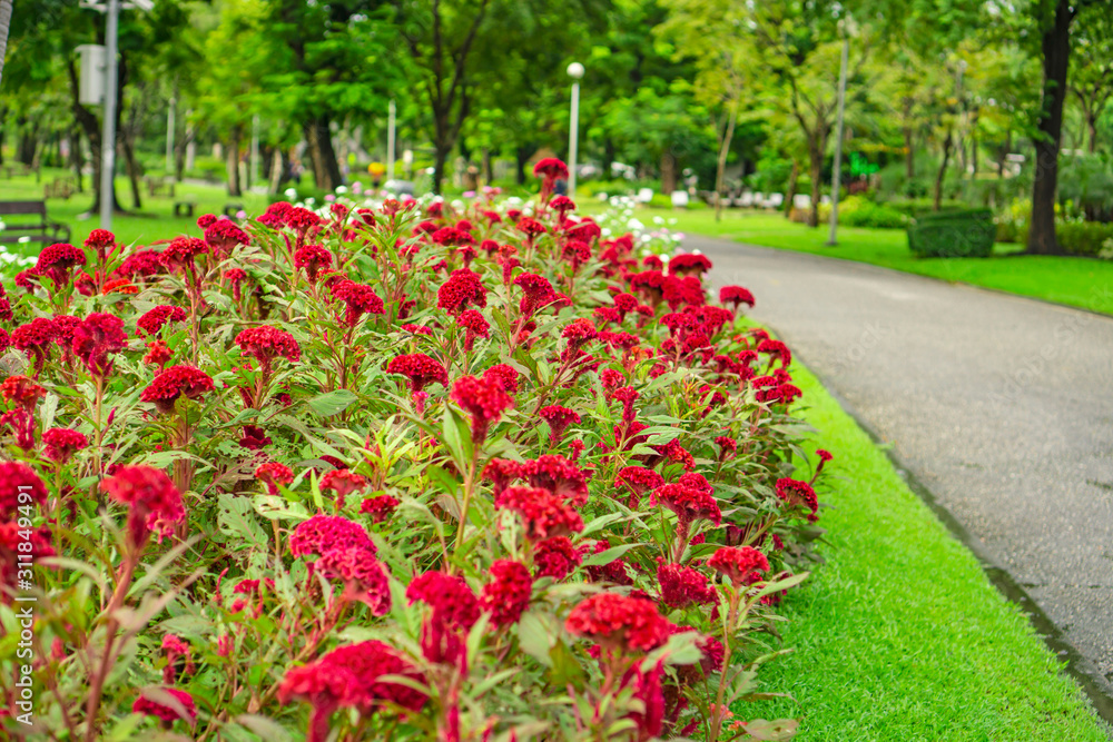 Field of red Cockscomp or Crested celosia blossom on green grass lawn beside walkway and trees in the public park