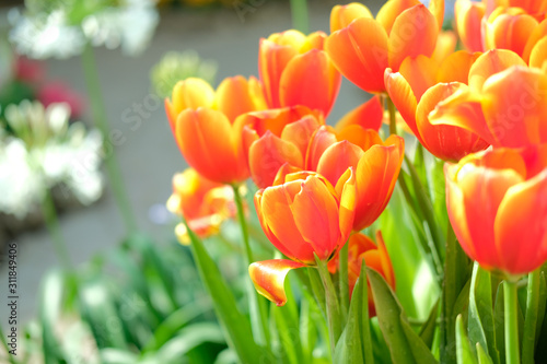 blooming tulip flower in garde