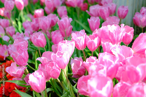 blooming tulip flower in garde