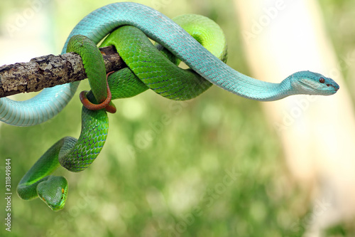 Фотография viper snakes on branch, venomous and poisonous snake