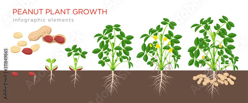 Peanut growing stages vector illustration in flat design. Planting process of groundnut plant. Peanut growth from seed to flowering and fruit-bearing plant isolated on white background. Ripe peanuts.