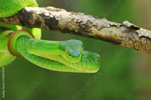 green viper snake, venomous and poisonous snake, trimeresurus albolabris photo