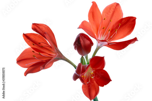 Εκτύπωση καμβά red flower vallota. isolated on white