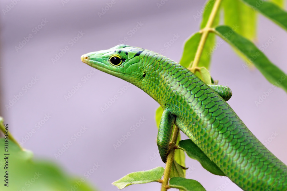 emerald tree skink head, lamprolepis smaragdina emerald tree skink head, lamprolepis smaragdina