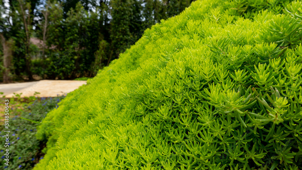 Obraz premium Fresh greenery foliage of needle-like leaves of Sedum angelina plant or stonecrop spreading on the green garden background