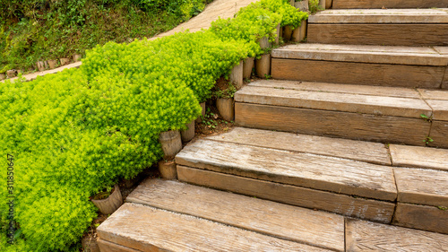 Tableau sur toile Fresh greenery foliage of needle-like leaves of Sedum angelina plant or stonecro