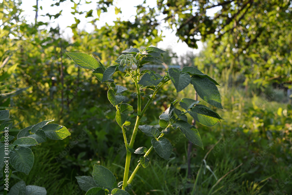 Potato green leaves and buds. Rural garden in the summer. Potato green leaves and buds. Rural garden in the summer.
