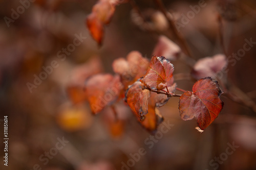 Beautiful autumn leaves on a bush close-up