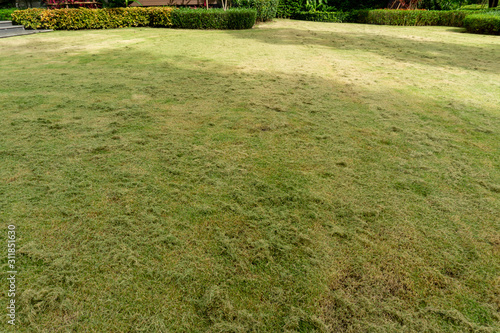Quadro em tela Progressing maintenance the green grass lawn in a garden, heap of turf was cutte