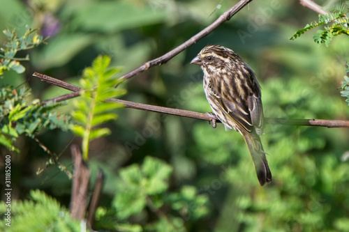 Streaky Seedeater (Crithagra striolata), Kenya. photo