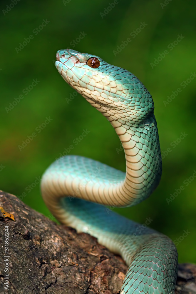 Fototapeta premium closeup of blue viper snake, poisonous snake, Trimeresurus Insularis 