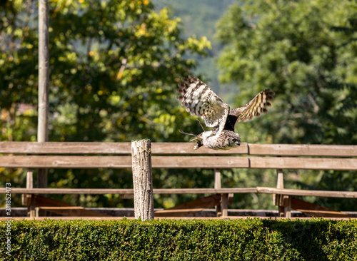  the show of birds of prey at Chateau des Milandes, a castle  in the Dordogne, Aquitaine, France photo