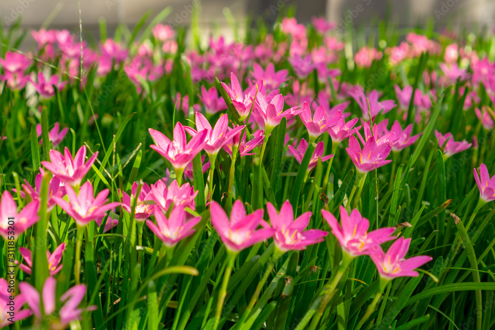 Beautiful little pink Rain lily petals on fresh green linear leaf, pretty tiny vivid corolla blooming under morning sunlight, petite groundcover plant for landscape design, know as Rainflower Beautiful little pink Rain lily petals on fresh green linear leaf, pretty tiny vivid corolla blooming under morning sunlight, petite groundcover plant for landscape design, know as Rainflower