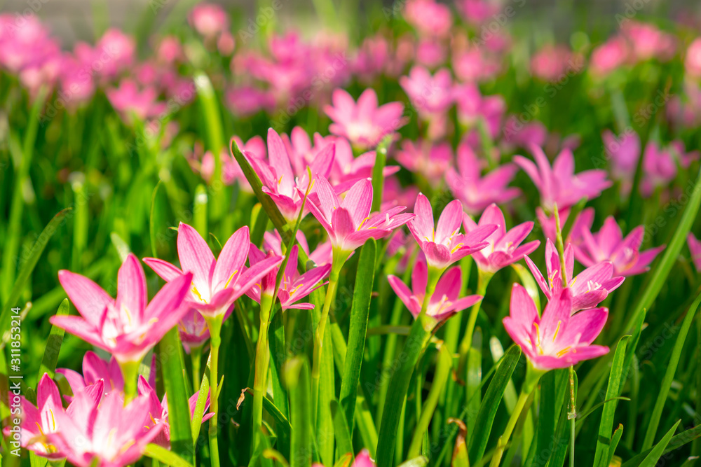 Fototapeta premium Beautiful little pink Rain flower petals on fresh green linear leaf, pretty tiny vivid corolla blossom under morning sunlight, petite groundcover plant for landscape design, know as Fairy lily