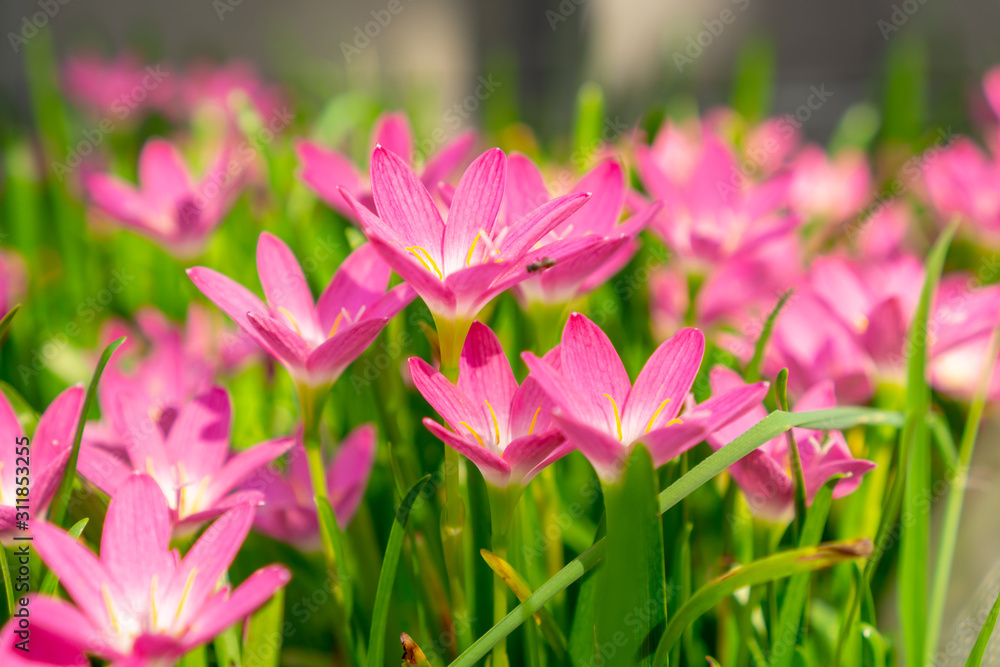 Obraz premium Beautiful little pink Rain flower petals on fresh green linear leaf, pretty tiny vivid corolla blossom under morning sunlight, petite groundcover plant for landscape design, know as Fairy lily