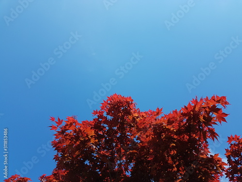 Tree with red maple leaves on a background of blue sky. National symbols of Canada. Autumn solemn mood. Scenery and design of greeting card with copyspace and background. Change of seasons.