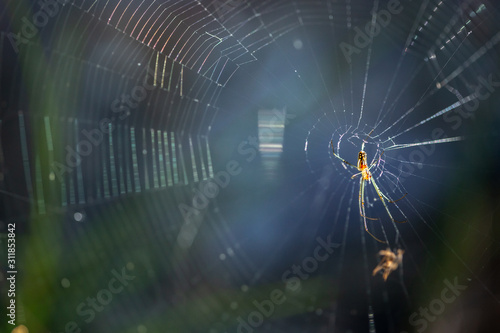 spider hanging on web 