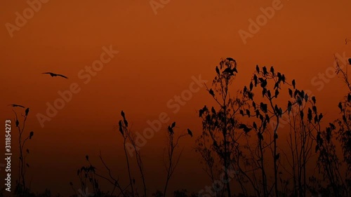 Black-eared Kite, Milvus lineatus; sun setting and the sky is orange as the Kites roost on Euacalyptus Trees while a birds flies in to roost. photo