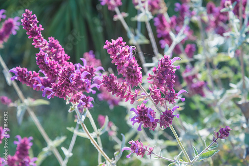 Summer meadow close up. Purple blooming plant on sunny meadow.