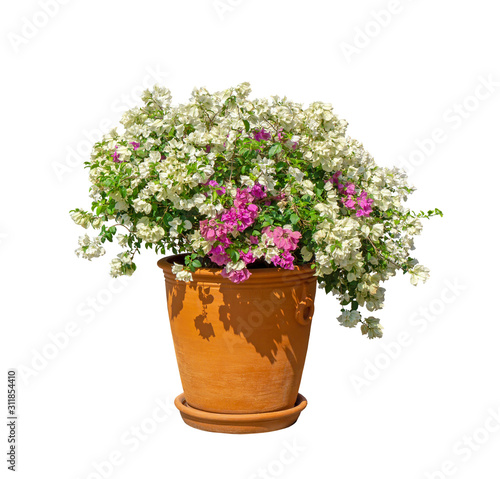 Fototapeta Naklejka Na Ścianę i Meble -  Beautiful white and purple Bougianvillea petals with green leaves in a orange clay pottery isolated on white background, die cut with clipping path