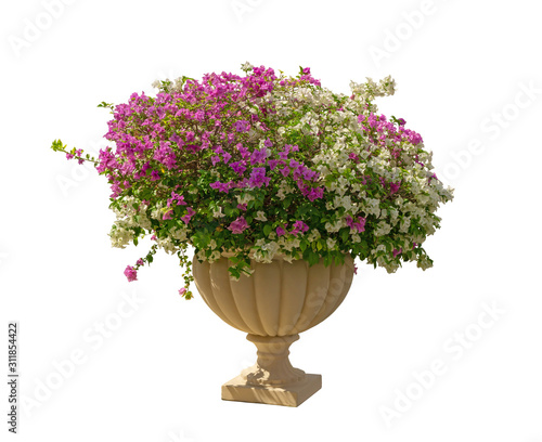 Beautiful purple and white Bougianvillea petals with green leaves in a cream roman shape pottery isolated on white background, die cut with clipping path