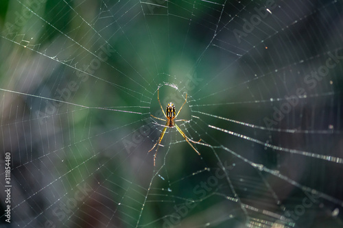 spider hanging on web center